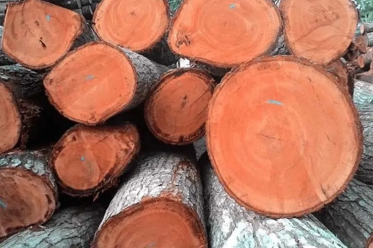 چوب ماهون برای تولید مبلمان